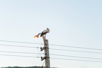 The stork is sitting on an electric pole. A white stork sits against a blue sky background