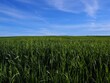 Pole młodego, zielonego zboża z błękitnym niebem i chmurami, wiejski krajobraz w Polsce / A field of young, green grain with blue sky and clouds, rural landscape in Poland