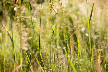 Green grass in the early morning, spring