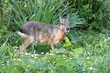 Patagonian mara  in a zoo in france
