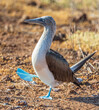 Blue Footed Booby mating dance