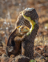 Land Iguana Eating Cactus
