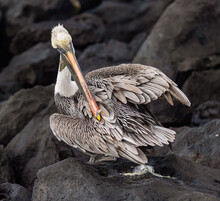 Pelican On The Rocks In The Galapagos