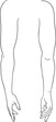 Human arm inner and outer view vector illustration, male anatomy line art