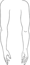 Human Arm Inner And Outer View Vector Illustration, Male Anatomy Line Art