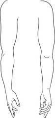 Human arm inner and outer view vector illustration, male anatomy line art