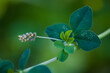 Medicago lupulina  | hop clover seeds | Hopfenklee - Fruchtstand