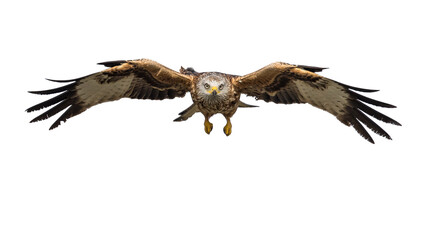 Canvas Print - Flying red kite against white background