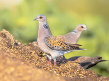 Two Turtle Dove Perched On Ground Alert