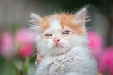 Fototapeta Koty - A small white fluffy kitten in her arms in a flower bed. Artistic noise.