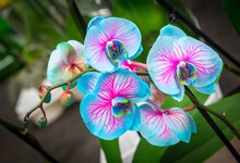 Nice Multi Colored Orchid Flowers In The Shop, Nature And Decor