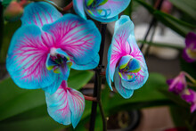 Nice Multi Colored Orchid Flowers In The Shop, Nature And Decor