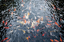 Beautiful Carp Koi Fish Swimming In Pond In The Garden