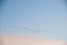 Geese Flying In Formation