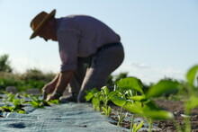 Persona Plantando Hortalizas En El Huerto. Agricultor Con Sombrero Riega Las Plantas