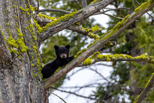 An American Black Bear Cub Resting In A Tree