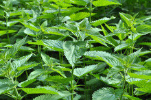 Dioecious nettle (Urtica dioica) grows in nature