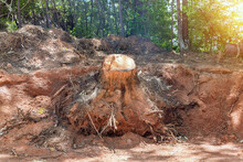Preparing Land For Housing New Complex Property With In Tree Stump Removal The Digging Out Of Trunk Roots