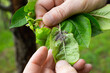 Control of aphids on plants. The fingers of a man hold a leaf on an apple tree with a colony of insect pests