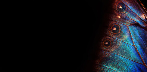 Aufkleber - Wings of a butterfly Morpho texture background. Morpho butterfly. Selective focus. Copy space