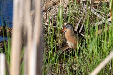 Wall Mural - Virginia rail (Rallus limicola) in marsh. Narural scene from Wisconsin 