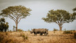 © Cavan Images - Two white Rhinos rest in the Kruger National Park South Africa bush