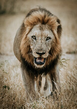 Male Lion Walks Through Grass, Kruger National Park, South Africa