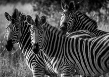 Black And White Image Of Zebras In Kruger National Park, South Africa
