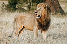 Male Lion With Mane Watches The Bush, Kruger Park, South Africa