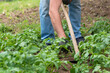 © Emilija - Farmer using a hoe to dig the soil ground to grow sweet potato tree splants in an agricultural field. Agriculture and garden concept