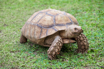 eup African Spurred Tortoise (Geochelone sulcata) seen of detail and walking on grass in the zoo