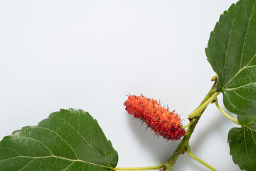 Wall Mural - mulberry on white background. mulberry thailand