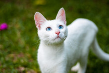 Blue Eyes White Cat