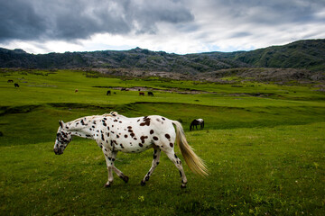 horse in the mountains, La Cumbrecita (Argentina)