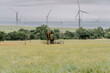 wind turbines and an oil derrick