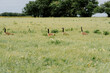 canadian geese in a field