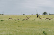 canadian geese and a cow