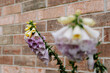 flowers against brick wall