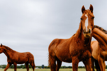 two horses in the field