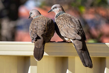 Spotted Dove (Spilopelia Chinensis)