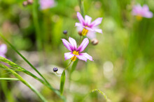 Annual Blue-eyed Grass Flowers In The Field, Close-up