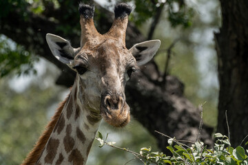 giraffe in the zoo