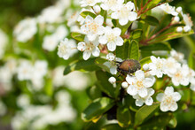 A Flower Chafer On The White Firethorn Flowers 2