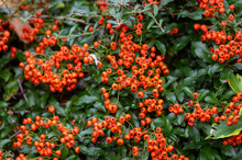 Pyracantha Coccinea Scarlet Firethorn Ornamental Shrub, Orange Group Of Fruits Hanging On Autumnal Shrub
