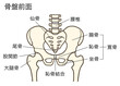 骨盤と股関節(前面)、腰椎、椎間板、寛骨、仙骨、腸骨、恥骨、坐骨、説明あり