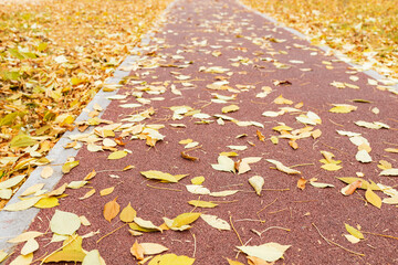 a lot of fallen autumn leaves on the sidewalk