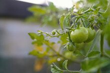 Fresh And Nutritious Tomato Object, Home Grown Crops