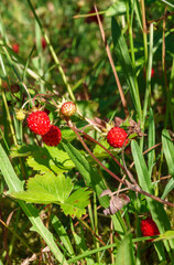 Sticker - Woodland strawberries in a  meadow