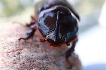 Rhinoceros Beetle