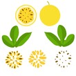 Vector illustration of passion fruit. Passion fruit whole and chunks. Ripe yellow with leaves and seeds. Isolated on a white background.